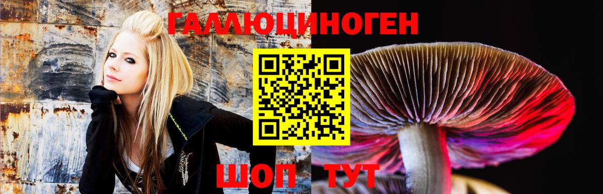 Галлюциногенные грибы Psilocybe Дедовск